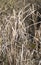 Typha cattail marsh plants on Chesser Prairie in the Okefenokee Swamp