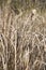 Typha cattail marsh plants on Chesser Prairie in the Okefenokee Swamp