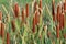 Typha latifolia