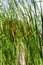 Typha latifolia broadleaf cattail, bulrush, common bulrush, common cattail, great reedmace, cooper\\\'s reed