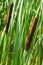 Typha latifolia broadleaf cattail, bulrush, common bulrush, common cattail, great reedmace, cooper`s reed, cumbungi is perennial