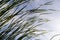 Typha latifolia broadleaf cattail, bulrush, common bulrush, common cattail, great reedmace, cooper`s reed, cumbungi is perennial