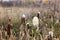 Typha latifolia, bulrush