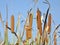 Typha latifolia - Cattail and clear blue sky