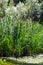Typha latifolia, Common Bulrush. Broadleaf Cattail, blackamoor flag. mace reed water-torch