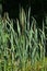 Typha latifolia, common bulrush, broadleaf cattail, great reedmace, cooper`s reed, plants with riping seeds close-up