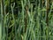 Typha latifolia, common bulrush, broadleaf cattail, great reedmace, cooper`s reed, plants with riping seeds close-up