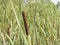 Typha latifolia, common bulrush, broadleaf cattail, great reedmace, cooper`s reed, plants with riping seeds close-up