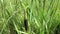 Typha latifolia, Common Bulrush, Broadleaf Cattail HD video footage. Panorama motion camera from down to up with