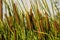 Typha latifolia growing beautiful in the lake