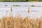 Typha Latifolia Reed Detail