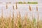 Typha Latifolia Reed Detail