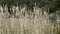 The Typha plant of the marshes.