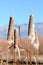 Typha plants