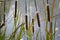 Typha species of plant known as bulrush, gladio, enea or totora