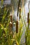 Typha species of plant known as bulrush, gladio, enea or totora