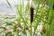 Typha spikes and Waterlily flowers