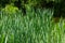 typha wildplant at pond, Sunny summer day. Typha angustifolia or cattail