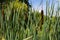 typha wildplant at pond, Sunny summer day. Typha angustifolia or cattail