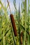 typha wildplant at pond, Sunny summer day. Typha angustifolia or cattail