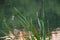 Typha. Yaroslavl. Warm evening in Neftyanik Park. Park refinery. Reflection of colorful sunset in the lake. Peace and quiet