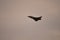 Typhoon British front line fighter jet, GR4 RAF Coningsby