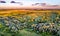 Typical aerial landscape of Russian Chernozemie. Bolshoe Gorodkovo village, Kursk region