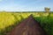 Typical African dirt and mud track with high elephant grass growing on either side, Gabon, Central Africa