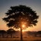 Typical african sunset with acacia trees in Masai Mara, Kenya made with Generative AI