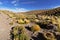 Typical andean desert vegetation near lake under early morning l