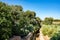 Typical Apulian Mediterranean landscape with olive and fig trees