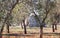 Typical Apulian shed in olive orchard, Italy