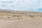 Typical arid Karoo farm scene