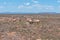 Typical arid Karoo landscape