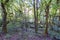 Typical Atlantic forest in Galicia, Spain, with ivy covered ground and dry leaves and a very chaotic distribution of trees