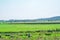 Typical attractive European landscape, The Ooijpolder in Gelderland, The Netherlands