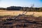 Typical Australian landscape overlooking orange fields and grazing kangaroos