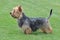 Typical Australian Terrier in the garden