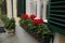 A typical austrian window with green louvered shuters and square paned windows with flowers in hanging flower pots