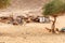 Typical bedouin`s tents in the desert of Africa, Egypt