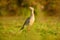 Typical bird from Brazil nature. Bird in the grass meadow, long red leg. Travelling in South America. Wildlife from Pantanal. Open