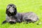 Typical black Afghan Hound on a green grass lawn