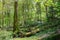 Typical british deciduous woodland