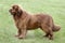Typical Brown Newfoundland dog in the park