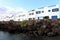 Typical canarian white houses in Punta Mujeres on sea rocks, Lanzarote Island