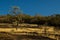 A typical Cerrado landscape, where twisted trees are one of the few survivors during periods of drought.