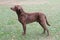 Typical Chesapeake Bay Retriever on a green grass lawn