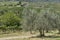 Typical Chianti landscape with vineyards and olive trees between the provinces of Florence and Siena, Tuscany, Italy