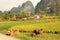 Typical Chinese scenery of Yangshuo