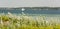 Typical coastal vegetation at the Baltic Sea Flensburger FÃ¶rde with sailing boats in the background